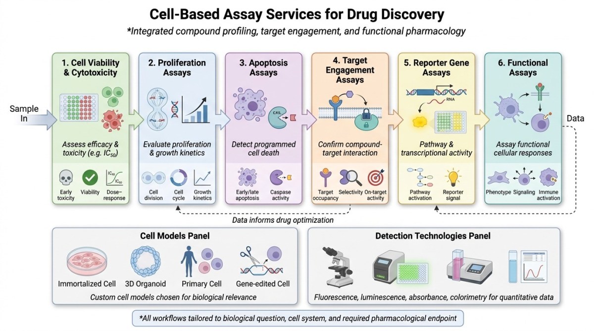 Cell Based Assay Services for Drug Discovery - CRO
