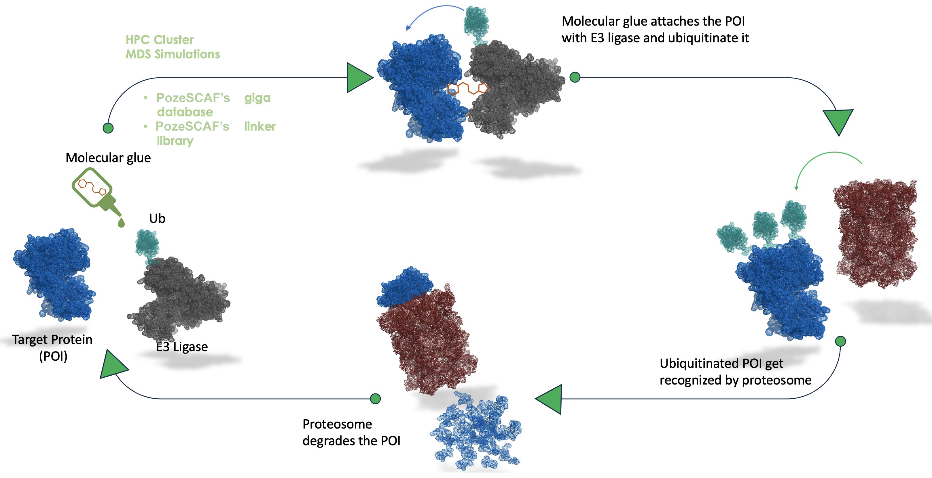 Molecular glues 